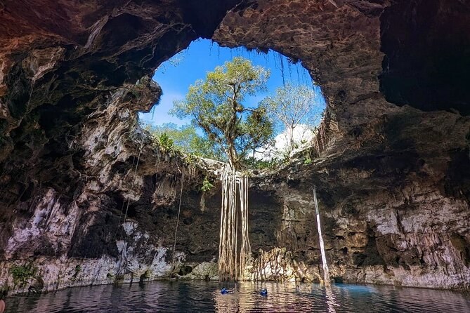 The collapsed roof of a cenote seen from inside, a tree growing through the opening