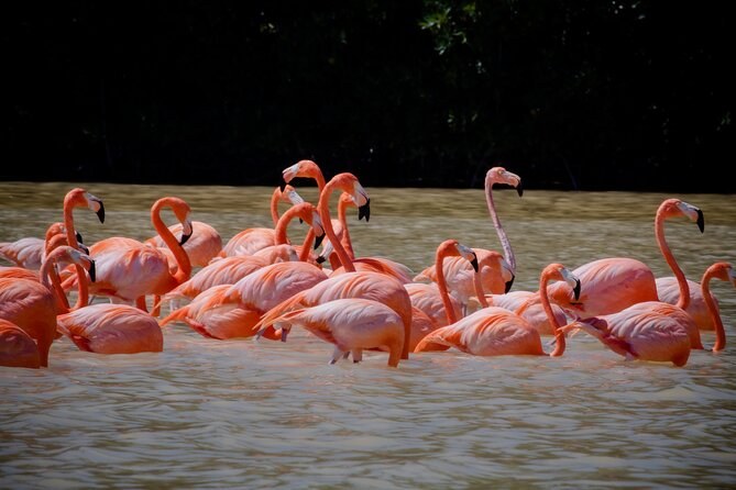 A tight flock of flamingos feeding in shallow water at Celestún