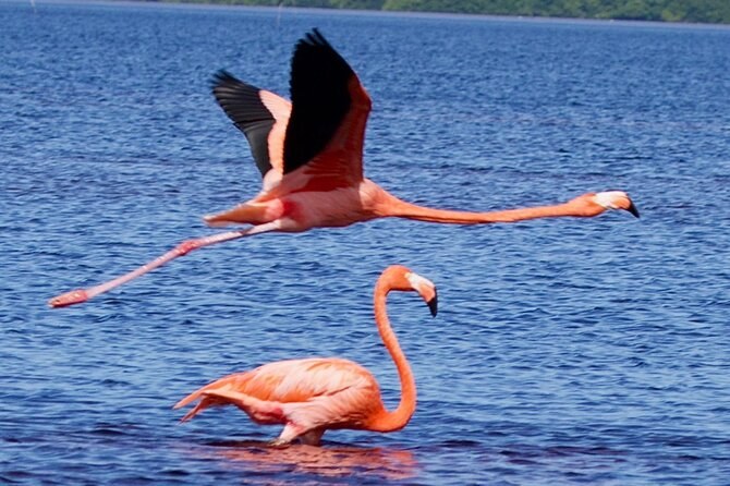 A flamingo coming in to land on shallow water at Celestún, another wading below it