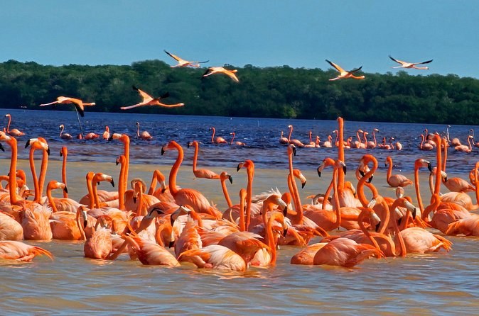 Flamingos standing and flying over the Ría Celestún with the mangrove treeline behind